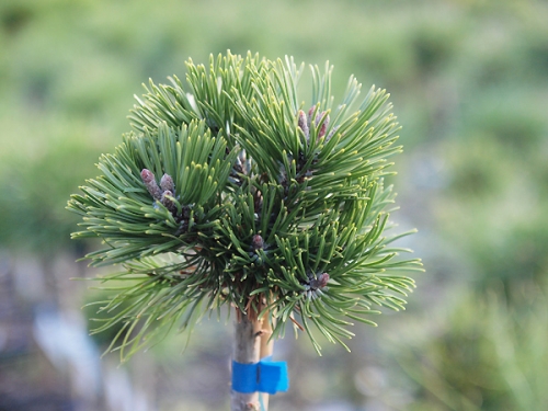 Pinus mugo 'Sherwood Compact Pa'